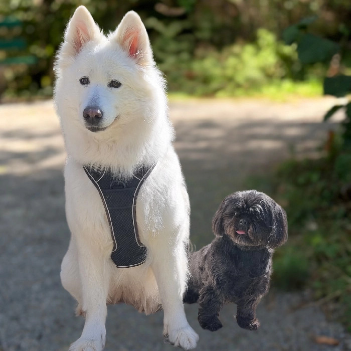 Feelgood Manager/in Arya und Sammy